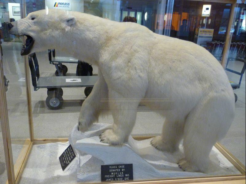 P1000541 polar bear at FBX airport
